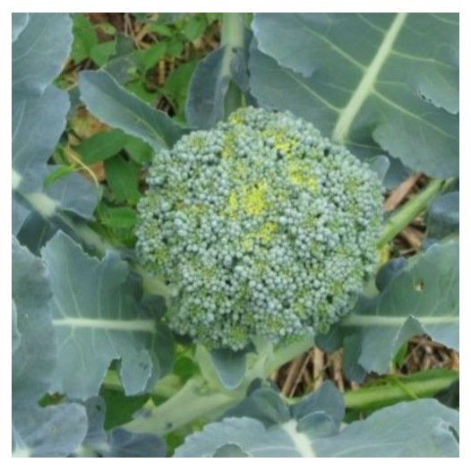Broccoli Vert Calabrais