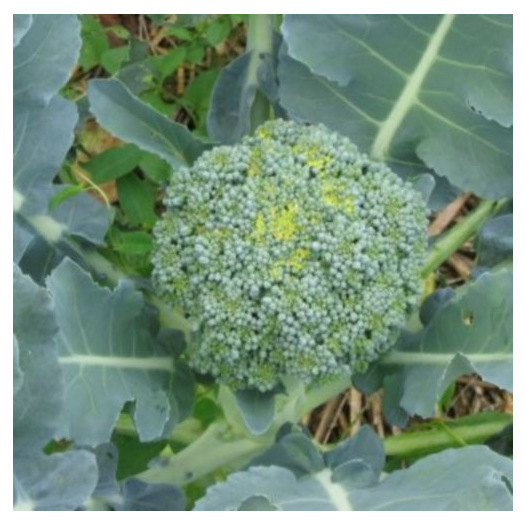 Chou brocoli Vert Calabrais