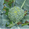 Broccoli Groene Calabrese