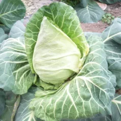 Witte kool Précoce de Louviers Witte kool Précoce de Louviers
