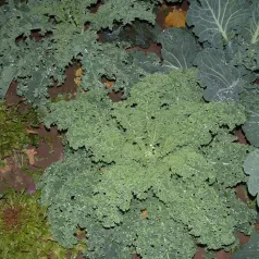 Chou Kale Westlandse winter Chou Kale Westlandse winter