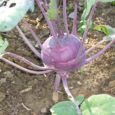 Koolrabi Delikatess blauw Koolrabi Delikatess blauw