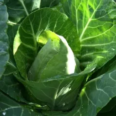 Witte kool Cœur de Bœuf des Vertus Witte kool Cœur de Bœuf des Vertus