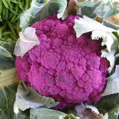 Chou brocoli violet du Cap Chou brocoli violet du Cap
