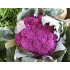 Chou brocoli violet du Cap