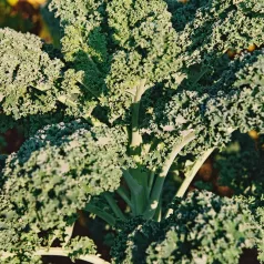 Chou Kale Grand vert du Nord Chou Kale Grand vert du Nord