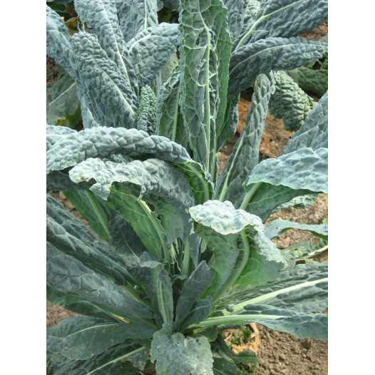 Chou Palmier Kale Noir de Toscane