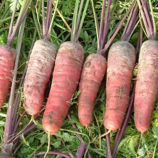 Wortel paars "bloedrood"