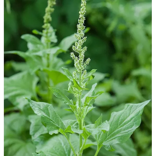 Chénopode Bon-Henri