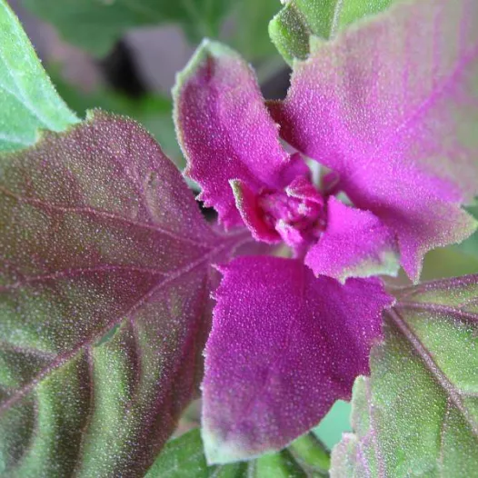 Chénopode multicolore