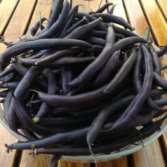 Haricot Nain Mangetout Purple Teepee Haricot Nain Mangetout Purple Teepee