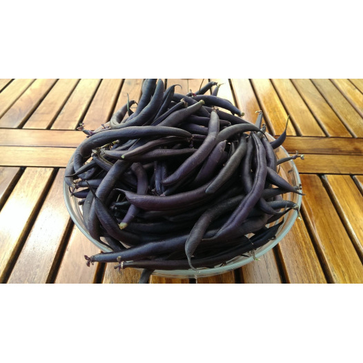 Haricot Nain mangetout Purple Teepee