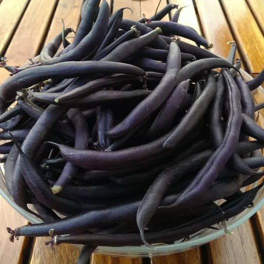 Haricot Nain Mangetout Purple Teepee Haricot Nain Mangetout Purple Teepee