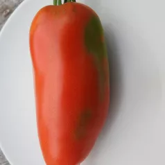 Tomate St Jean D'Angely Tomate St Jean D'Angely