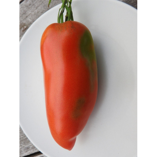 Tomate Saint Jean d'Angely