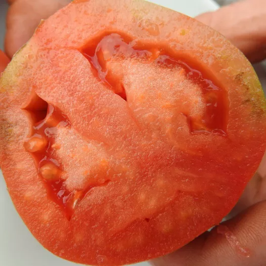 Tomaat St Jean d'Angely