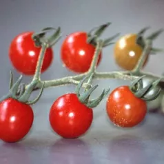 Tomate cerise groseille petit moineau Tomate cerise groseille petit moineau