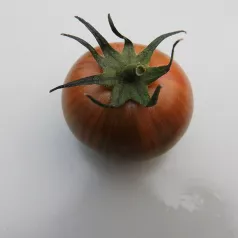 Kerstomaat Purple Bumble Bee Kerstomaat Purple Bumble Bee