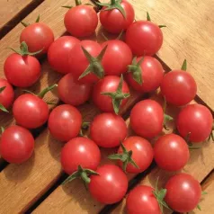 Tomate cerise Rose Quartz Multiflora Tomate cerise Rose Quartz Multiflora