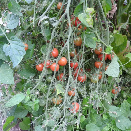 Kerstomaat Rose Quartz Multiflora