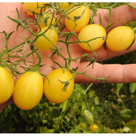 Tomate cerise tempête de Sable