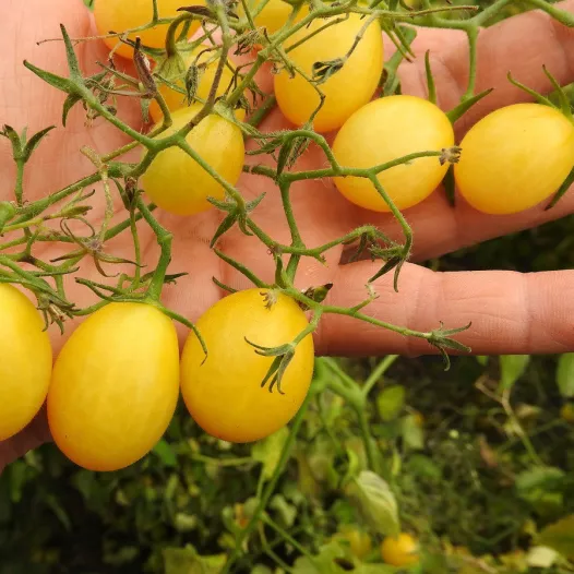 Tomate cerise tempête de Sable