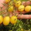 Tomate cerise tempête de Sable