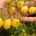 Tomate cerise tempête de Sable