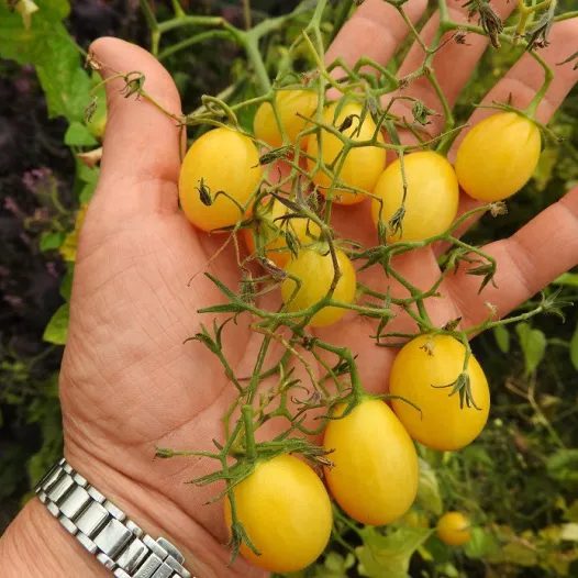 Kerstomaat Tempête de Sable