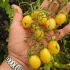 Tomate cerise tempête de Sable