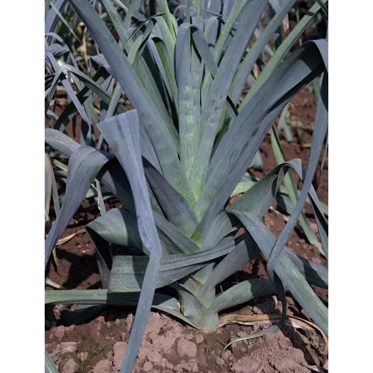 Poireau  St Victor Poireau  St Victor