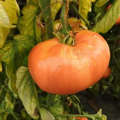Tomate Belgian Farmers Tomate Belgian Farmers