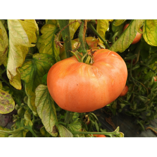 Tomate Belgian Farmers