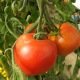 Tomate rouge Corma (lignée 1 de gembloux)