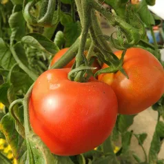 Tomaat rood Corma Tomaat rood Corma