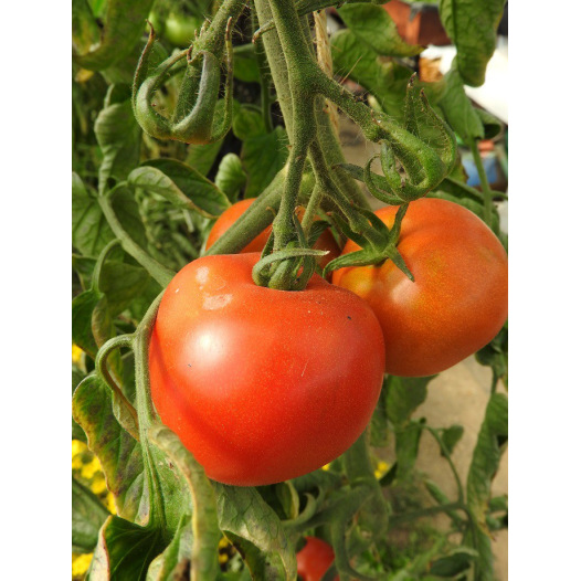 Tomate rouge Corma (lignée 1 de gembloux)