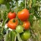 Tomate rouge Corma (lignée 1 de gembloux)
