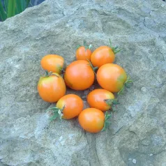Tomate Ida Gold Tomate Ida Gold