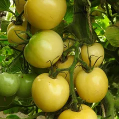 Tomate blanche de Picardie Tomate blanche de Picardie