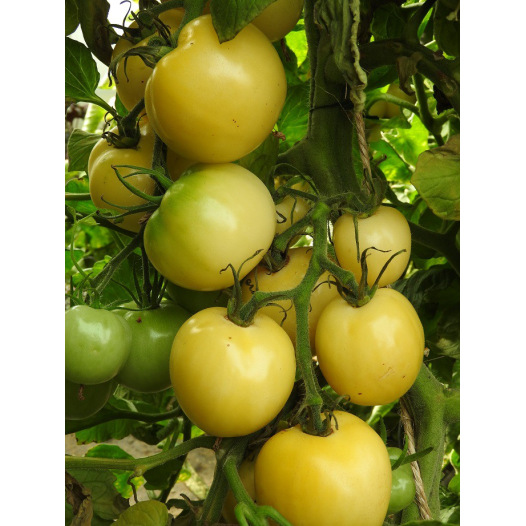 Tomate Blanche de Picardie