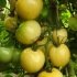 Tomate Blanche de Picardie