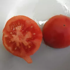 Tomate Reine des Hâtives Tomate Reine des Hâtives