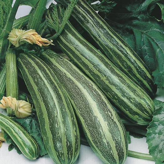 Courgette Cocozelle de Tripolis Courgette Cocozelle de Tripolis