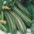 Courgette Cocozelle de Tripolis