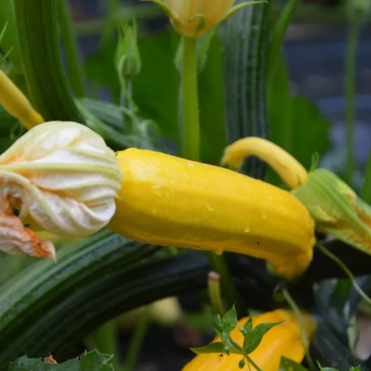 Courgette jaune Gold Rush bio - Semailles