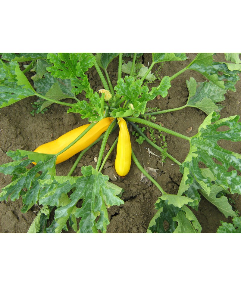 courgette jaune gold rush