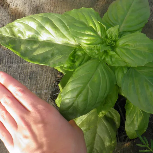 Basilic à feuilles de laitue