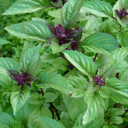 Basilic cannelle bio - Aromatiques - Semailles Basilic cannelle bio - Aromatiques - Semailles