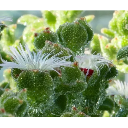 Ficoïde glaciale Ficoïde glaciale