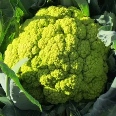 Bloemkool Verde di Macerata Bloemkool Verde di Macerata